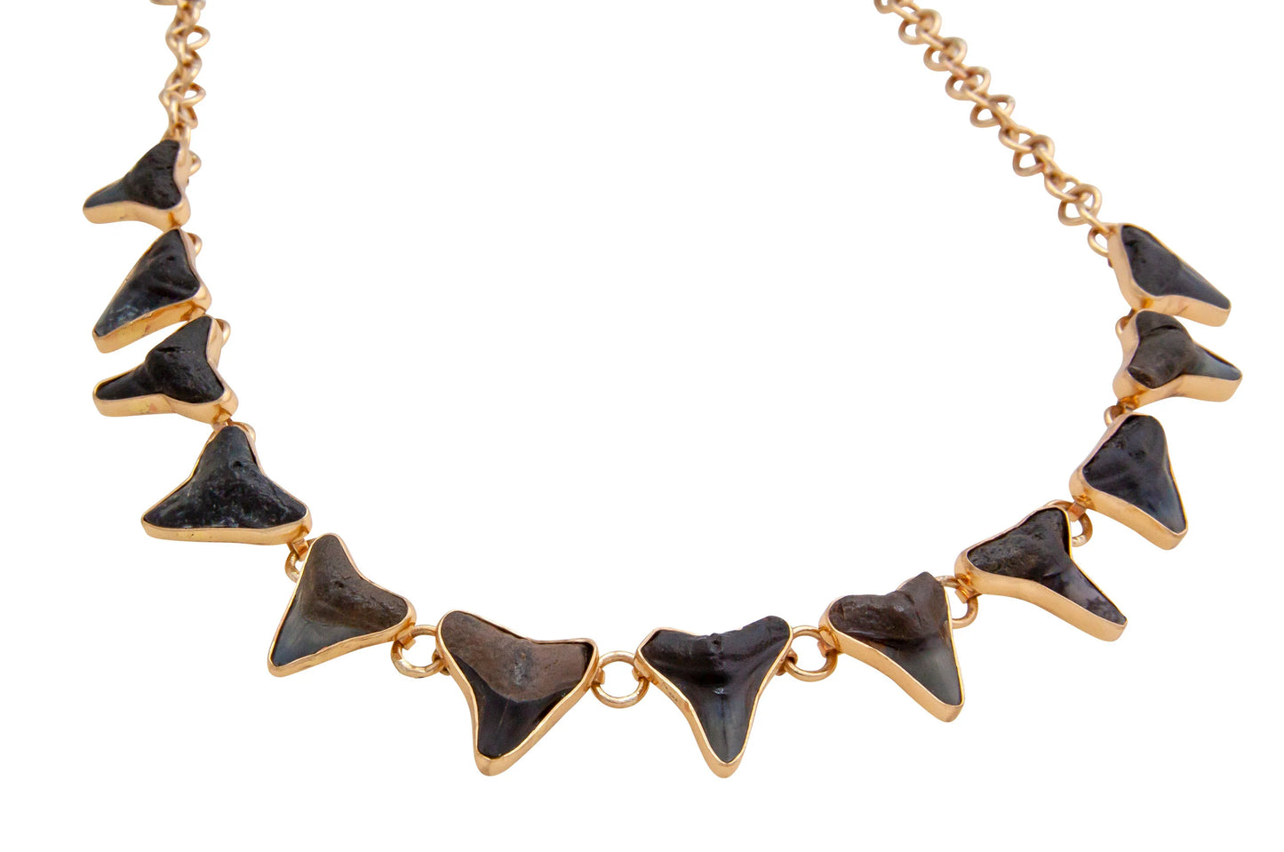 Charles Albert Fossil Shark Teeth Necklace