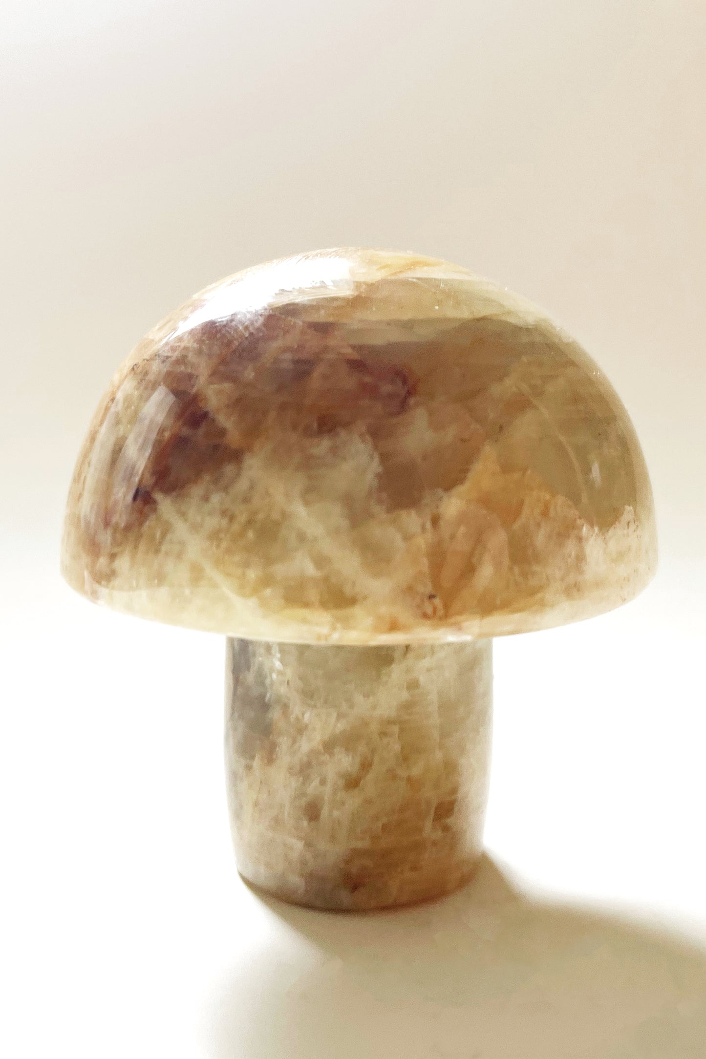 Gemstone Mushrooms- Medium