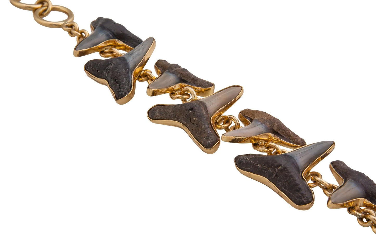 Charles Albert Small Fossil Shark Teeth Bracelet