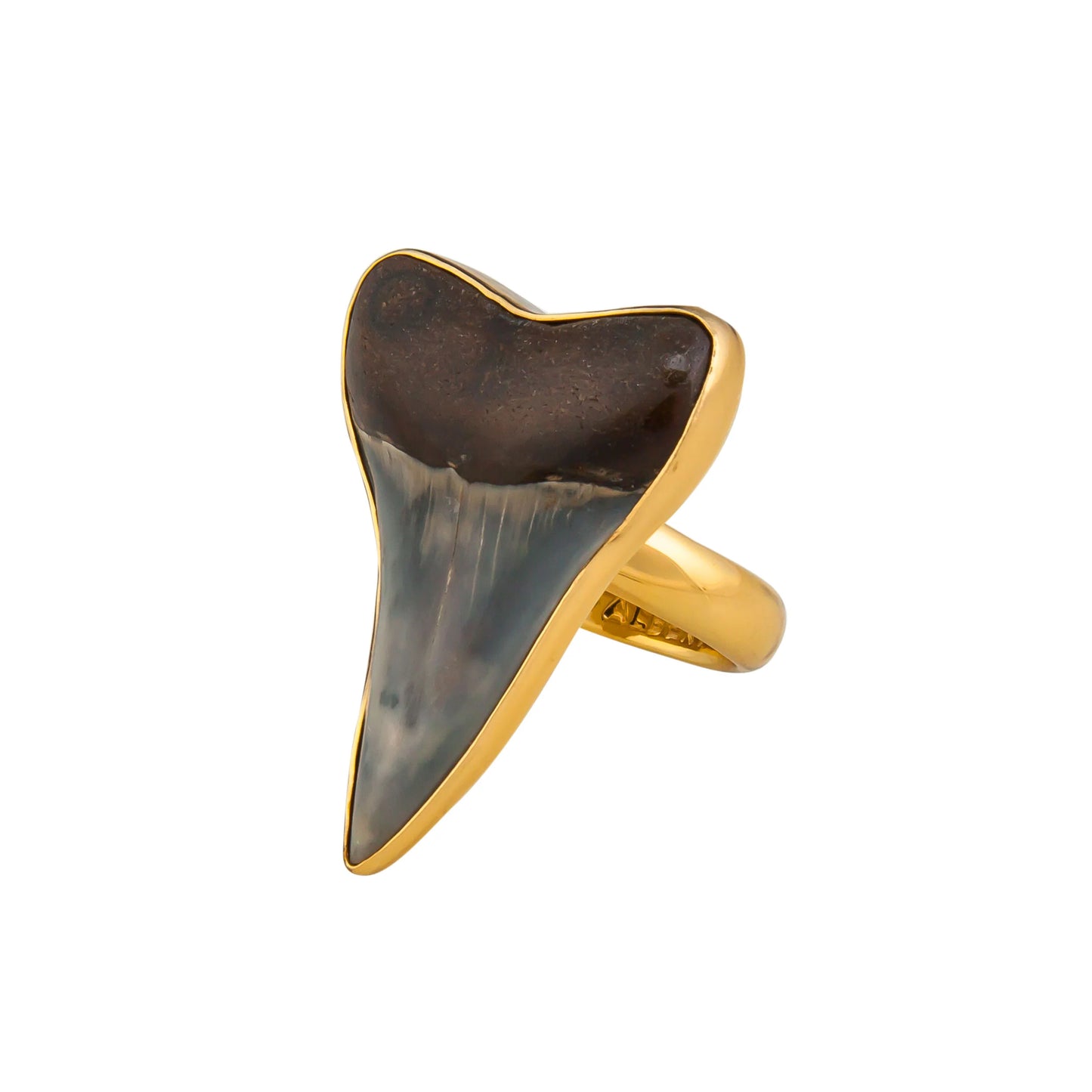 Charles Albert Fossil Shark Tooth Ring