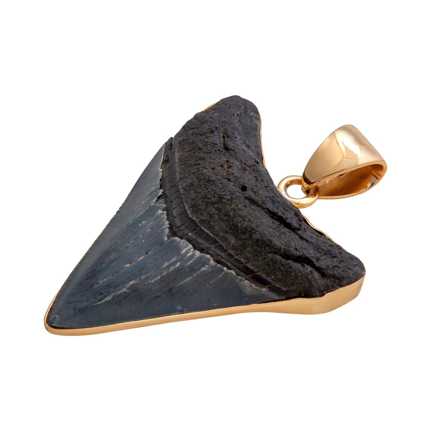 Charles Albert Fossil Shark Tooth Pendant