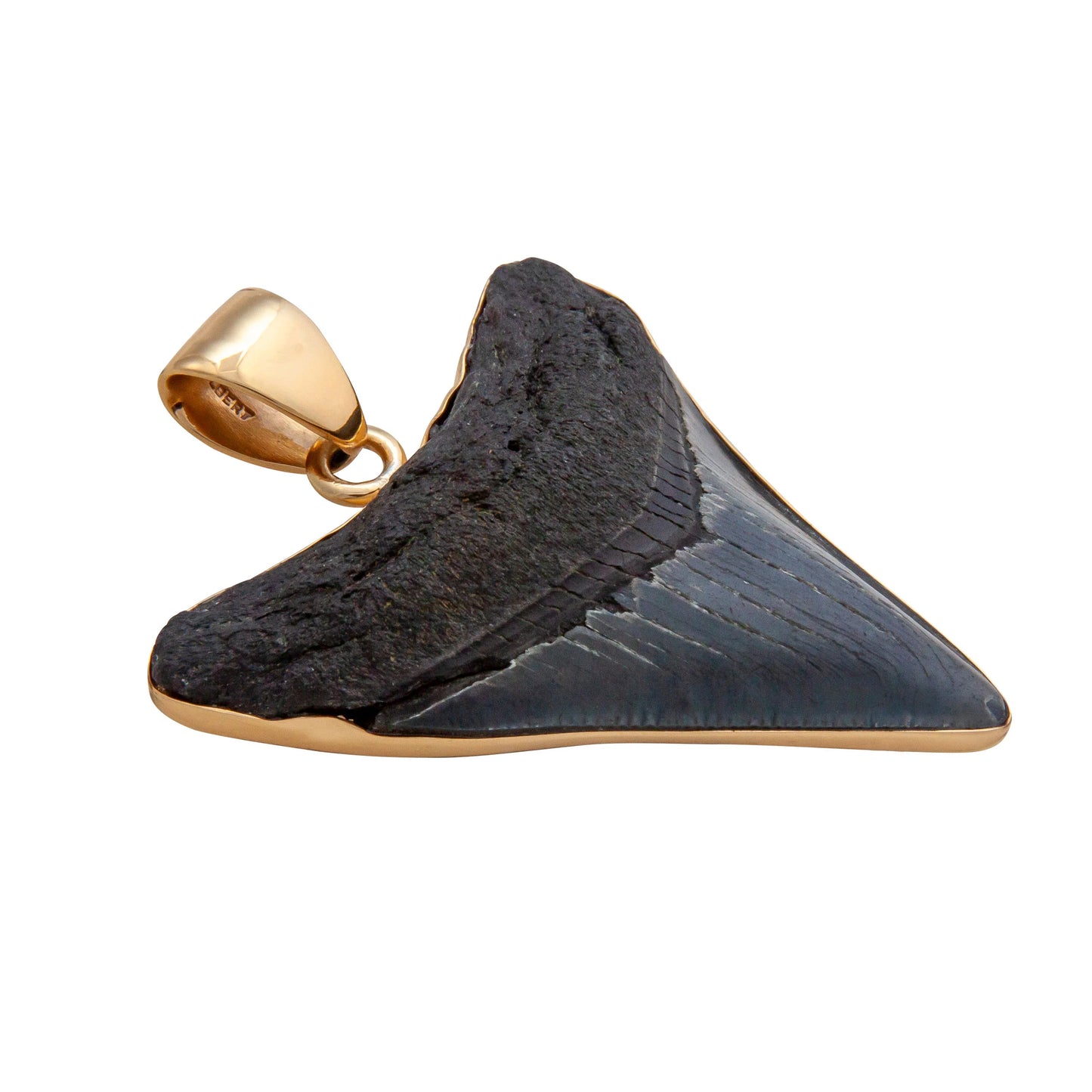 Charles Albert Fossil Shark Tooth Pendant