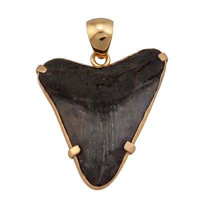 Charles Albert Fossil Shark Tooth Prong Pendant