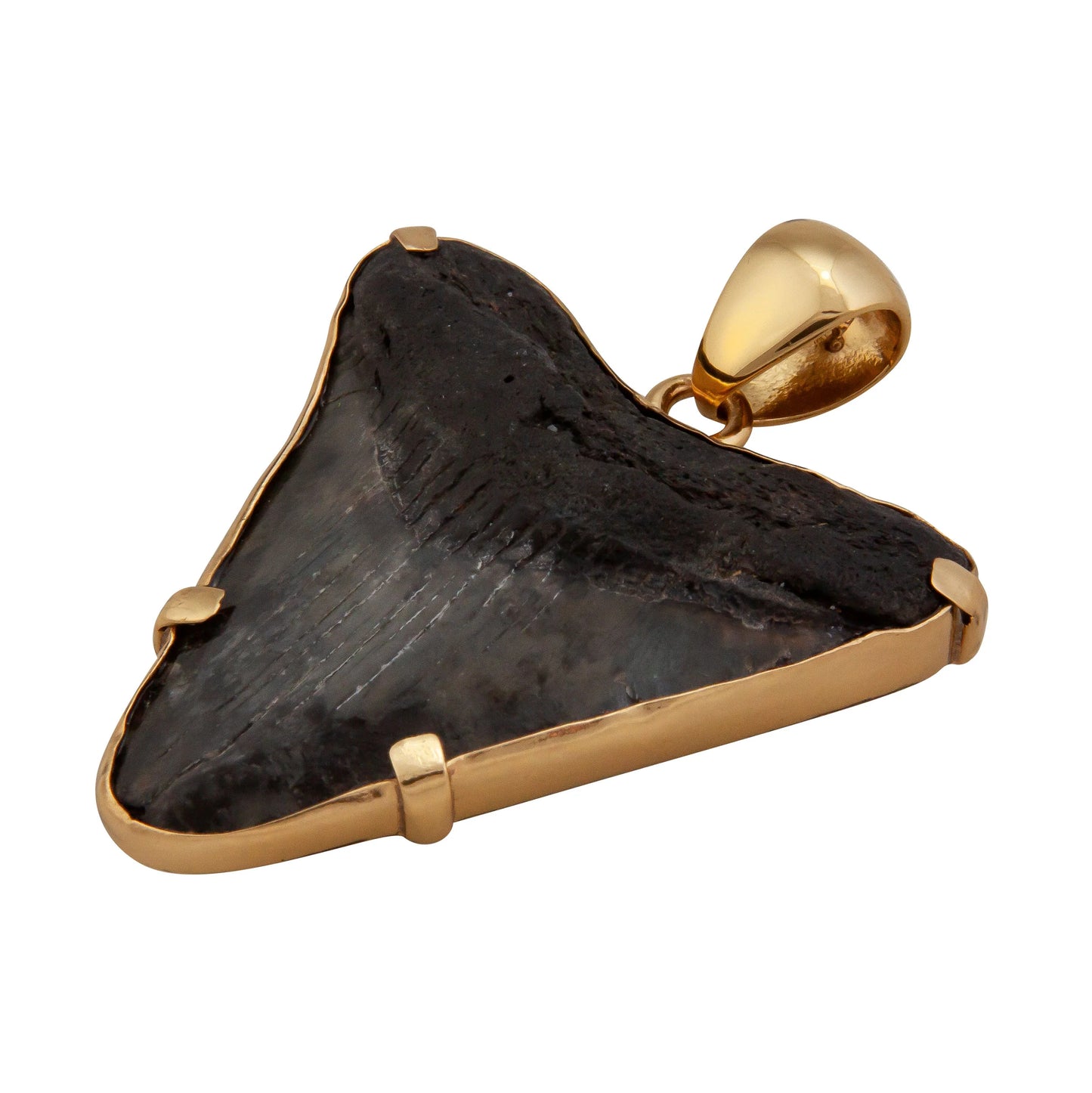 Charles Albert Fossil Shark Tooth Prong Pendant