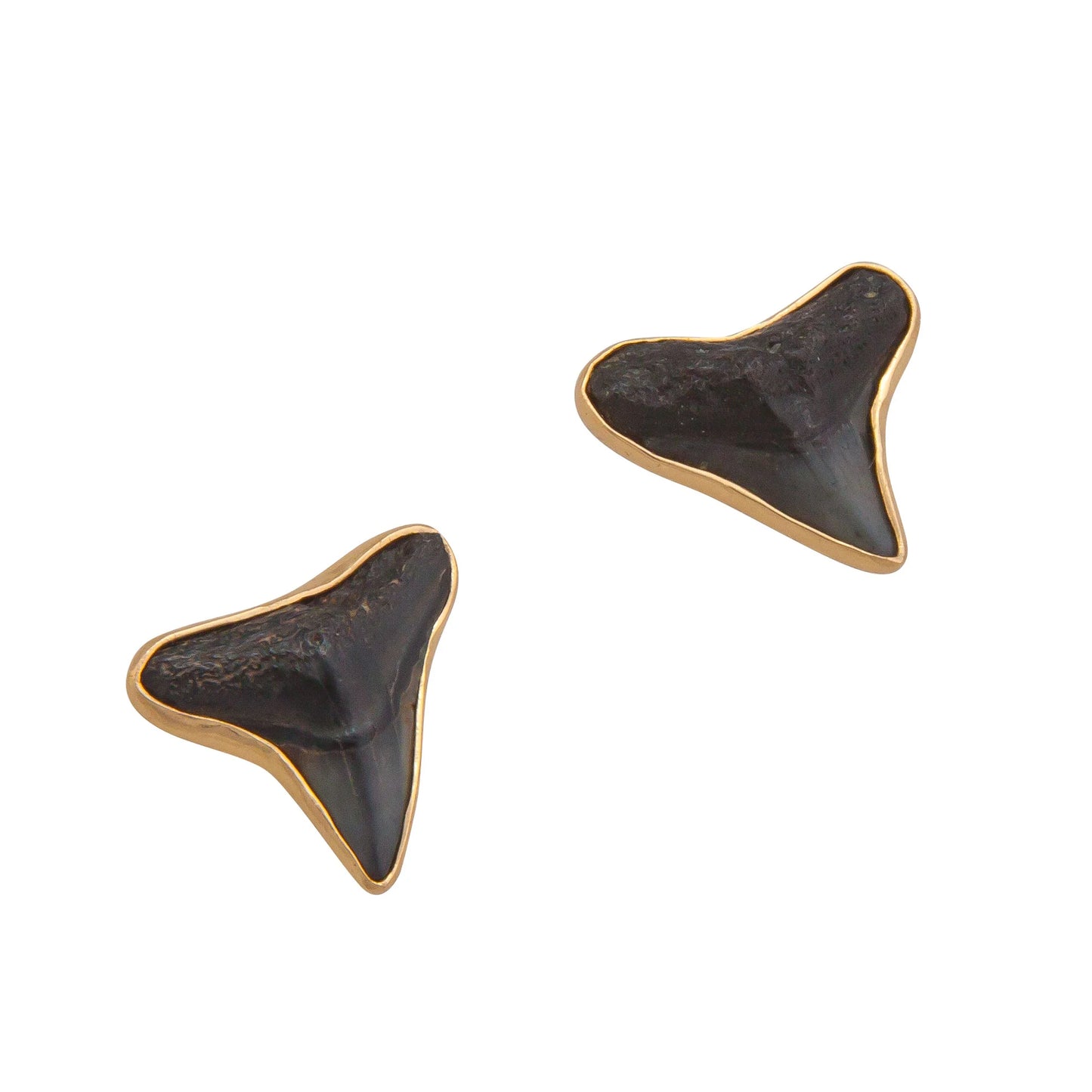 Charles Albert Fossil Shark Teeth Post Back Earrings