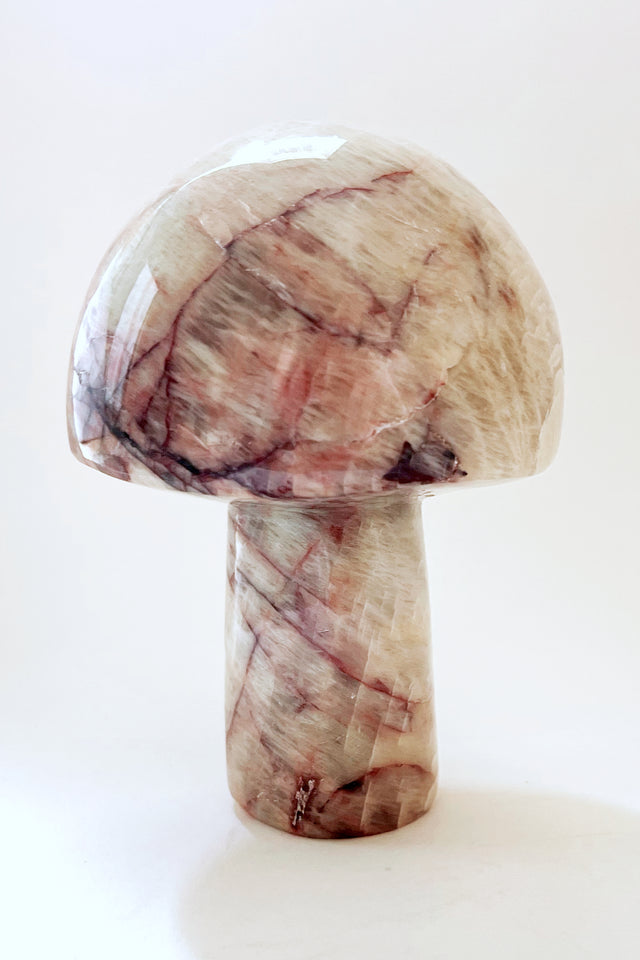 Gemstone Mushrooms- Medium/Wide