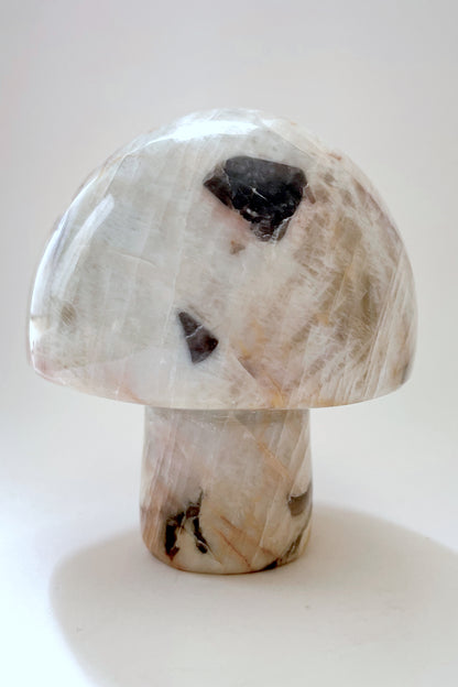 Gemstone Mushrooms- Medium/Wide